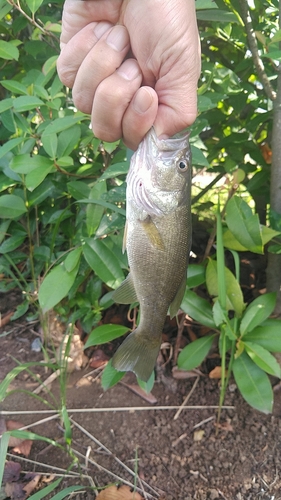 ラージマウスバスの釣果