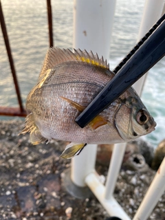 ウミタナゴの釣果