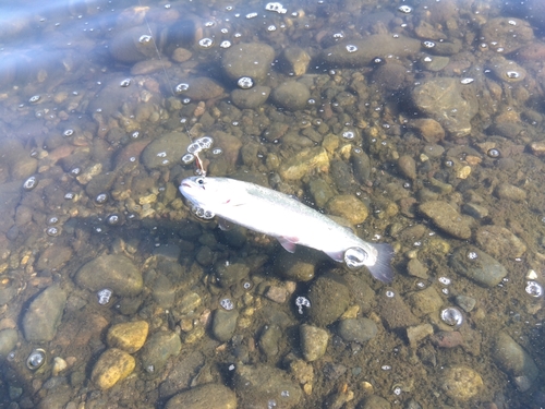 ニジマスの釣果