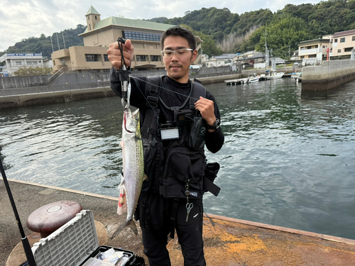 サゴシの釣果