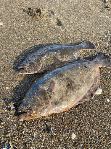 ヒラメの釣果