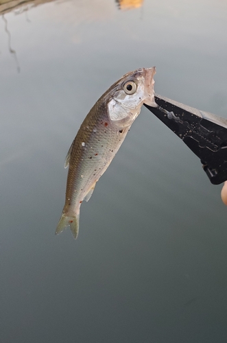 ボラの釣果