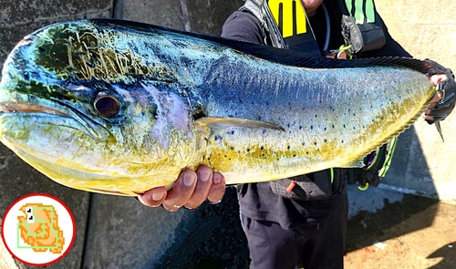 シイラの釣果