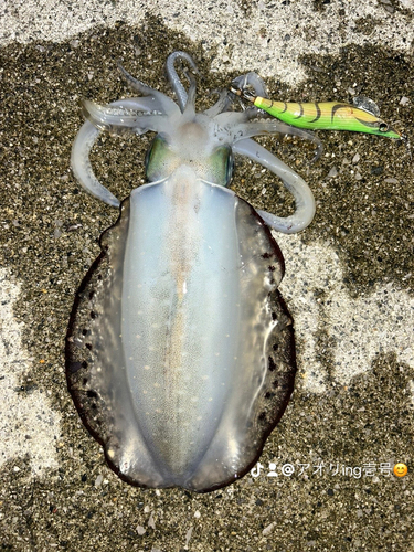 アオリイカの釣果