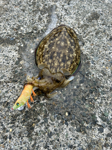 モンゴイカの釣果