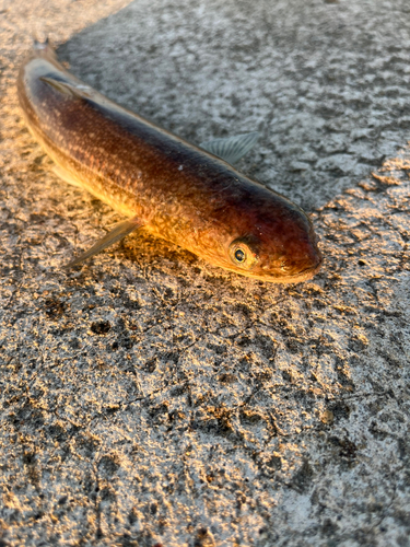 エソの釣果