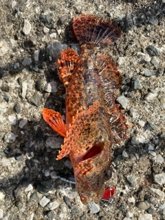 オニカサゴの釣果