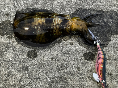 イカの釣果