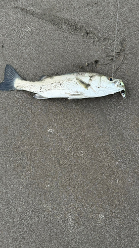 フッコ（マルスズキ）の釣果