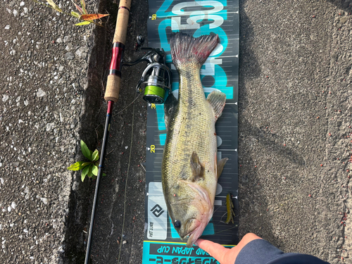 ブラックバスの釣果