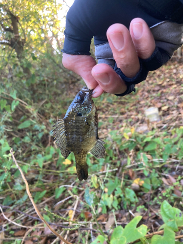 ブルーギルの釣果