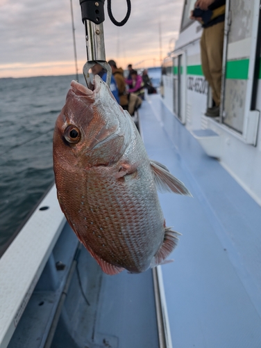 マダイの釣果