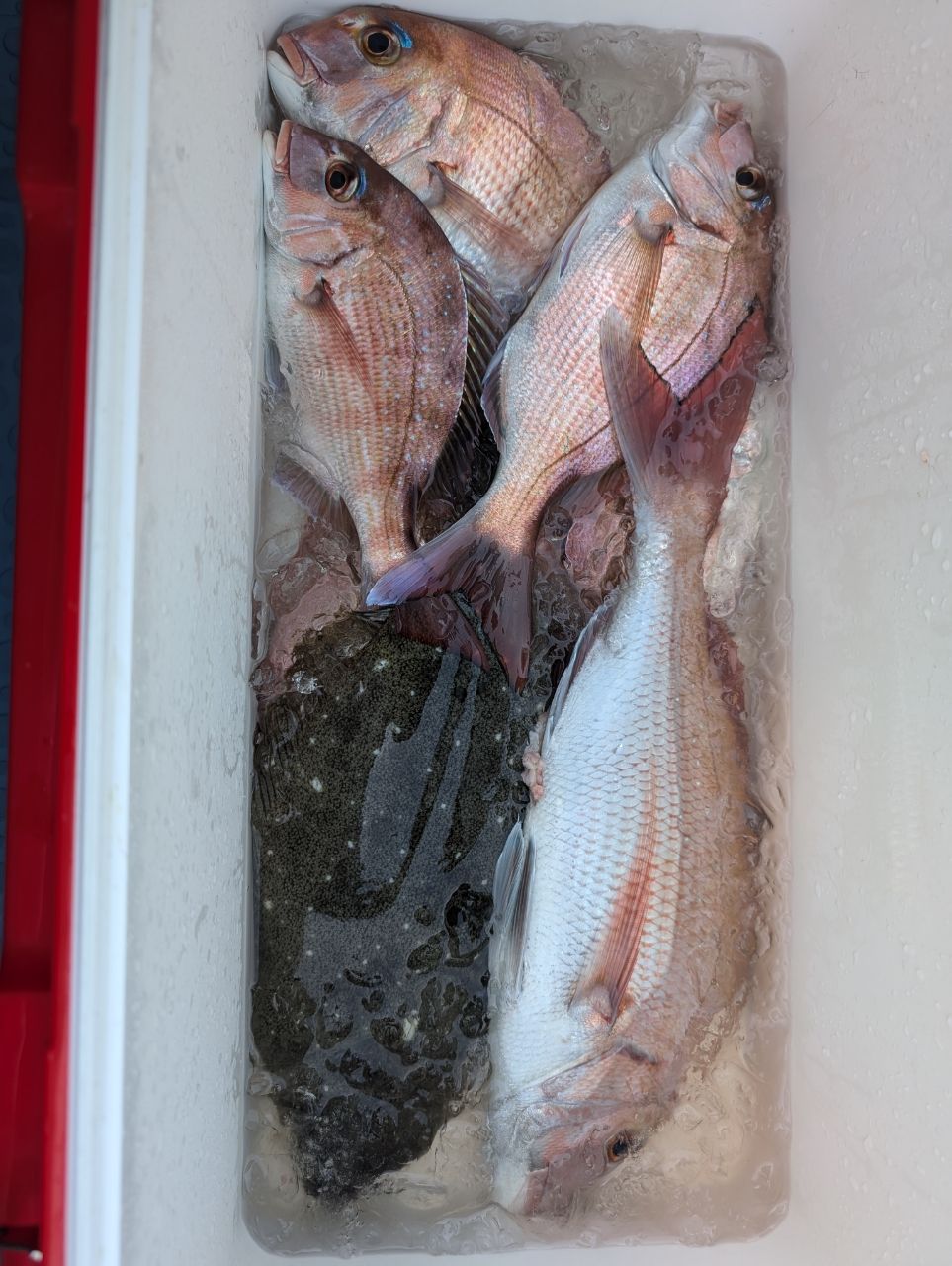 にゃぎだもさんの釣果 3枚目の画像