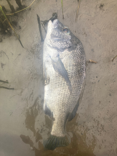 キチヌの釣果