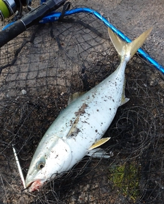 イナダの釣果