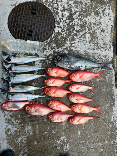 キンメダイの釣果