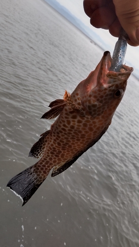 オオモンハタの釣果