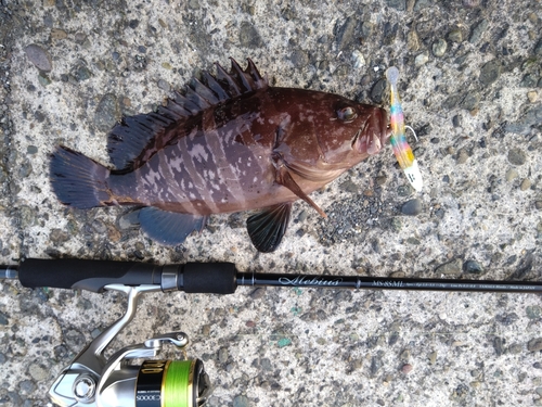 マハタの釣果