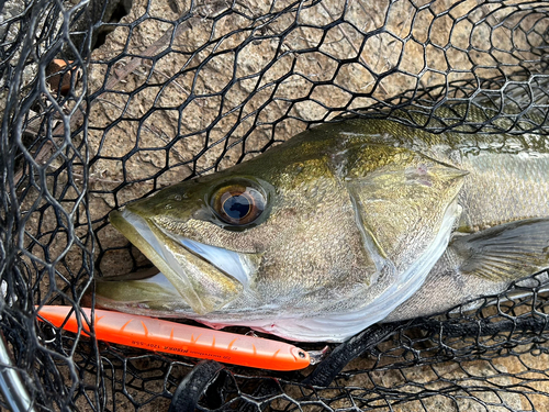 マルスズキの釣果