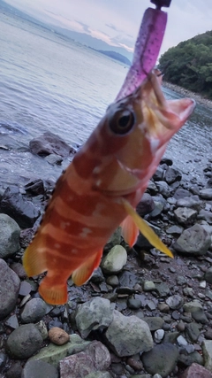 アカハタの釣果