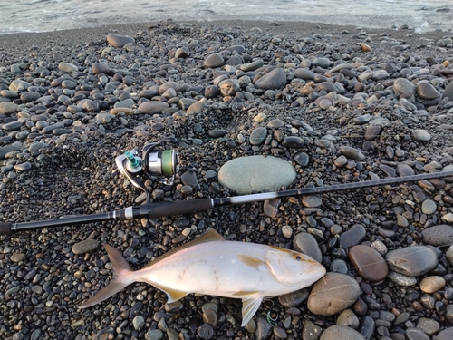 ショゴの釣果