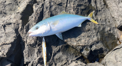 ワカシの釣果