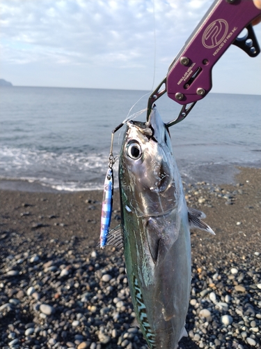 ソウダガツオの釣果