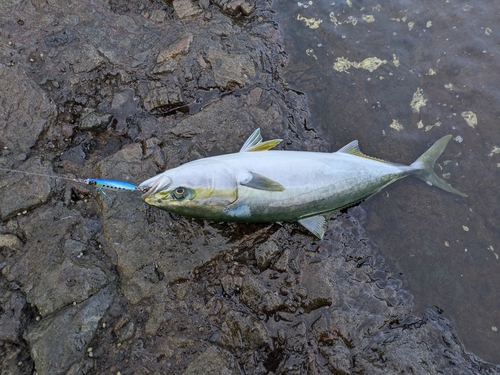 イナダの釣果