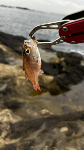 ネンブツダイの釣果