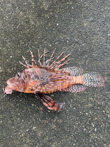 ハナミノカサゴの釣果