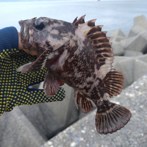 ハチガラの釣果