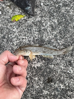 ハゼの釣果