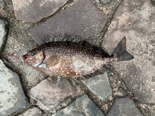 アイゴの釣果