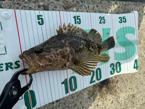 タケノコメバルの釣果