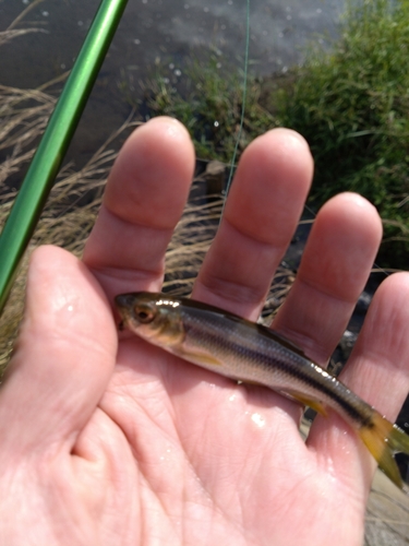 カワムツの釣果