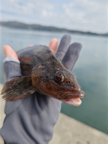 アイナメの釣果