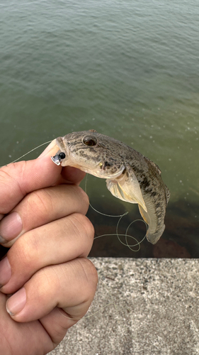 ハゼの釣果