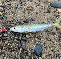 マサバの釣果