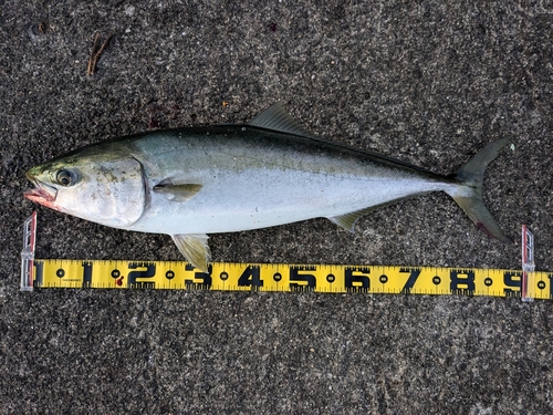 ブリの釣果