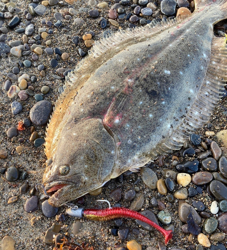 ヒラメの釣果