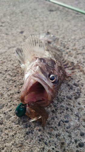 クロソイの釣果