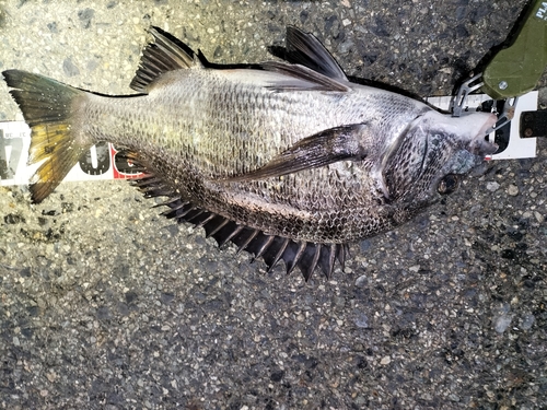 チヌの釣果