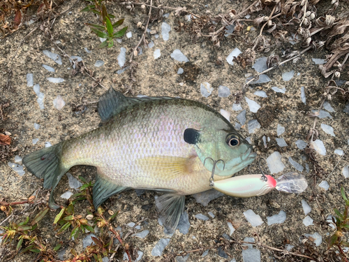 ブルーギルの釣果