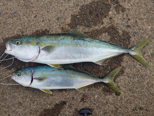 イナダの釣果