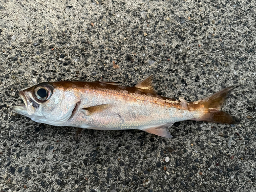 ムツの釣果