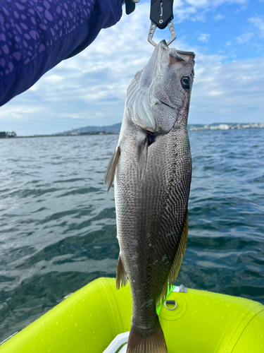 ニベの釣果