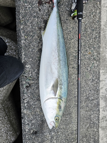 ハマチの釣果