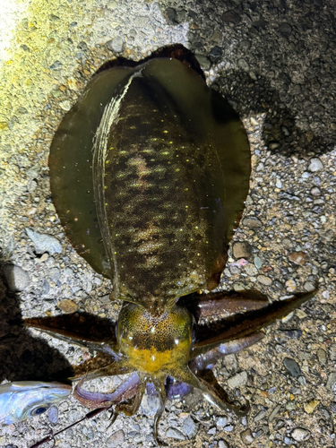 アオリイカの釣果