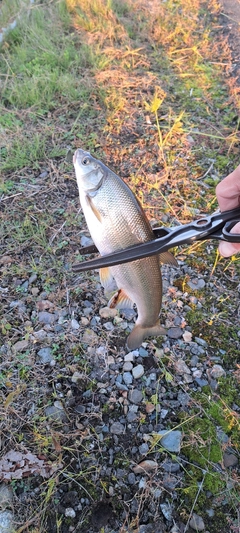 ウグイの釣果