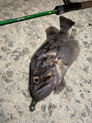 クロソイの釣果